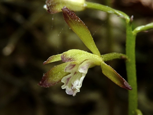 {Aplectrum hyemale}